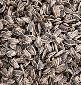 Graines de tournesol en gros